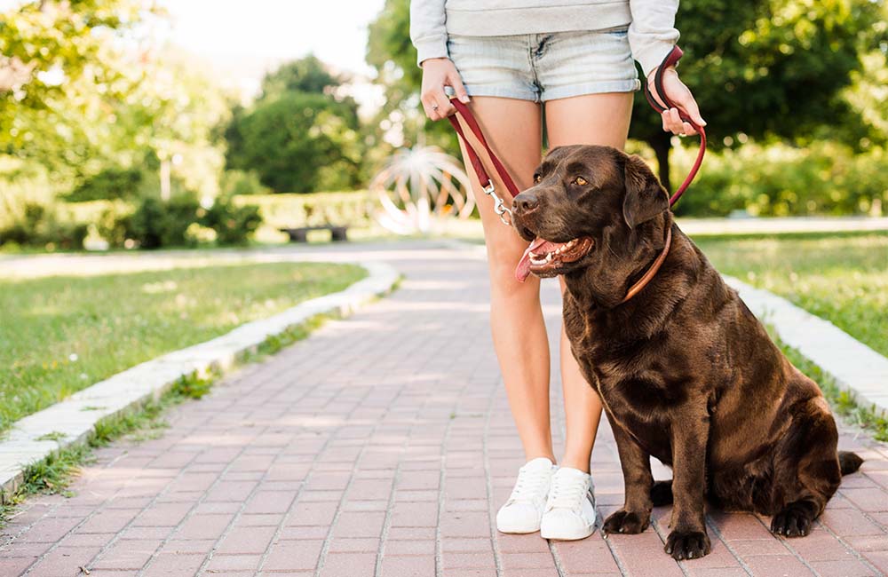 sunu-pamokos-treniruotes-sunims